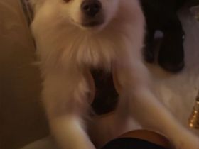 Wir bekommen Welpen spitz