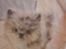 Zwergspitz Buddy sucht ein neues zu Hause