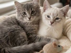 Mädchen Duo sucht gemeinsames zuhause
