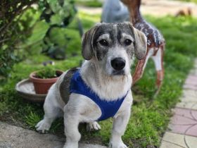 Basset Beagle Mix sucht ein Zuhause