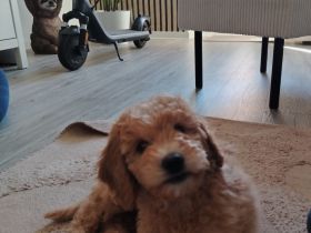 Wunderschönes Goldendoodle Mädchen