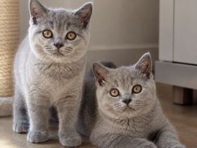2 BKH Kitten suchen ein neues Zuhause (M) 🩵