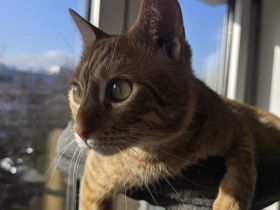 Junger Kater Pumpkin wartet auf seine neue Familie!