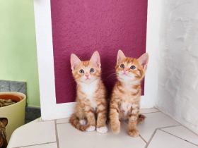 Babykatzen Kitten