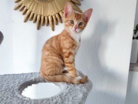 Babykatzen Kitten