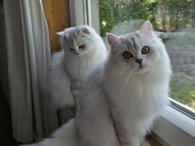 BLH British Langhaar Schwestern (BKH/BLH Mix) (British Kurzhaar/British Langhaar) Katzen
