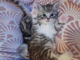 Britisch Kurzhaar MIX Baby Katzen zu verkaufen