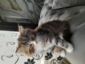 Britisch Kurzhaar MIX Baby Katze zu verkaufen