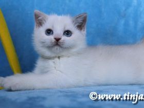 Britisch Kurzhaar Katzenbabys abzugeben