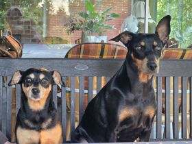 WURFANKÜNDIGUNG Deutsche Pinscher Welpen