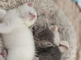 Süße BKH Kitten