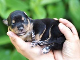 Working Kelpie Welpen