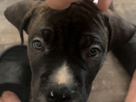 American Bully Welpen Mix Mischlinge