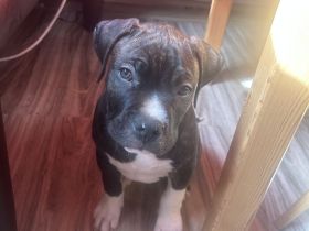American Bully Welpen Mix Mischlinge
