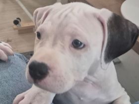 American Bully Welpen Mix Mischlinge