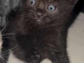 Kitten abzugeben