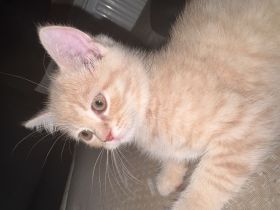 Kitten abzugeben