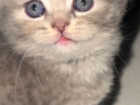 Kitten abzugeben