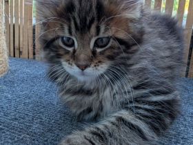 Maine Coon Kitten