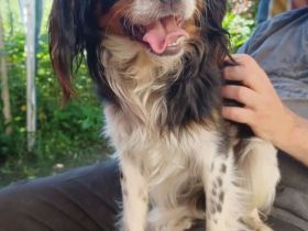Isidoro, a.d.Tierschutz, sucht Happy-Home