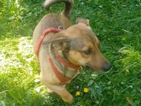 Nano, a.d.Tierschutz, sucht Happy-Home