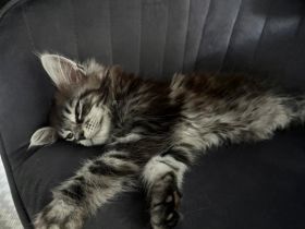 Maine Coon Kitten, Katzenbabys