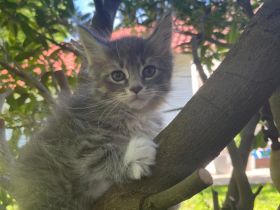 Zuckersüße Maine Coon Kitten, Katzenbabys
