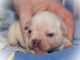 Französische Bulldoggen Welpen von komplett untersuchten Elterntieren