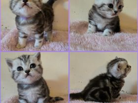 BKH Black Silver Tabby Classic Kitten mit Stammbaum