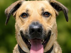 Spike ist ein aktiver, loyaler Begleiter