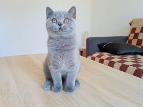 BKH-Kitten in blue und blue-tortie ( Stammbaum)!