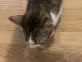 1 Katzenbaby ist 7 Monate alt heißt Mia