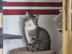 2 Katzenbaby abzugeben sind beide 8 Monate alt heißen Tommy & Mia