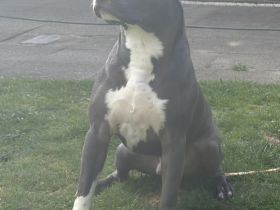 American Staffordshire Terrier Rüde Blue Line