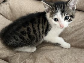 5 Süße EKH-Kitten suchen ihr Für-immer-Zuhause Anfang Juli