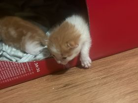 3 wundervolle Baby kitten