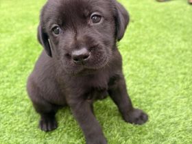 Labrador Welpe