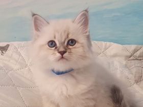 Neva Masquarade Kitten