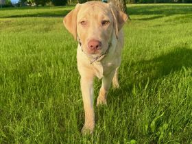 Reinrassiger Labrador Rüde