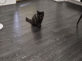 BKH / BLH Kater sucht ein neues Zuhause