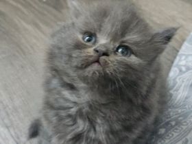 Bkh kitten 3x weiblich