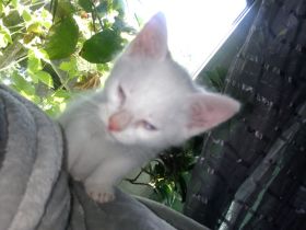 3 Weiße Katzen