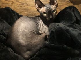 Sphynx katze weiblich