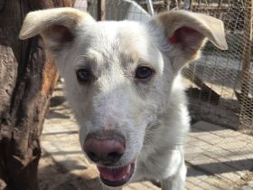 Blanco, agiler Hund mit viel Potenzial zum ausgeglichenen, anhänglichen Begleiter, 3J, 54cm
