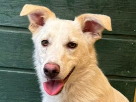 Blanco, agiler Hund mit viel Potenzial zum ausgeglichenen, anhänglichen Begleiter, 2J, 48cm