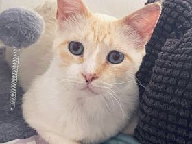 Bobby, ein ganz, ganz lieber Katermann, braucht ein Zuhause