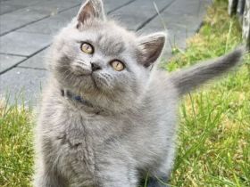 Britisch Kurzhaar Kitten aus familiärer Hobbyzucht