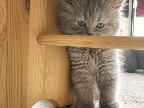 Britisch Kurzhaar Kitten aus familiärer Hobbyzucht
