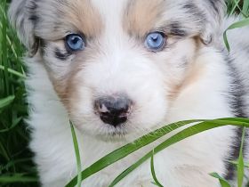 Aussergewöhnliche Australian Shepherd Welpen mit Papieren