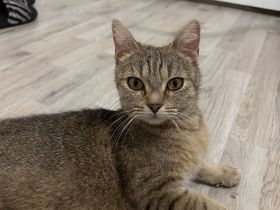 Coffee Cat